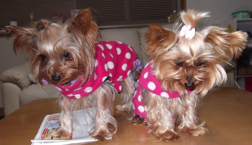 f:id:tobiuo28:20210131134352j:plain