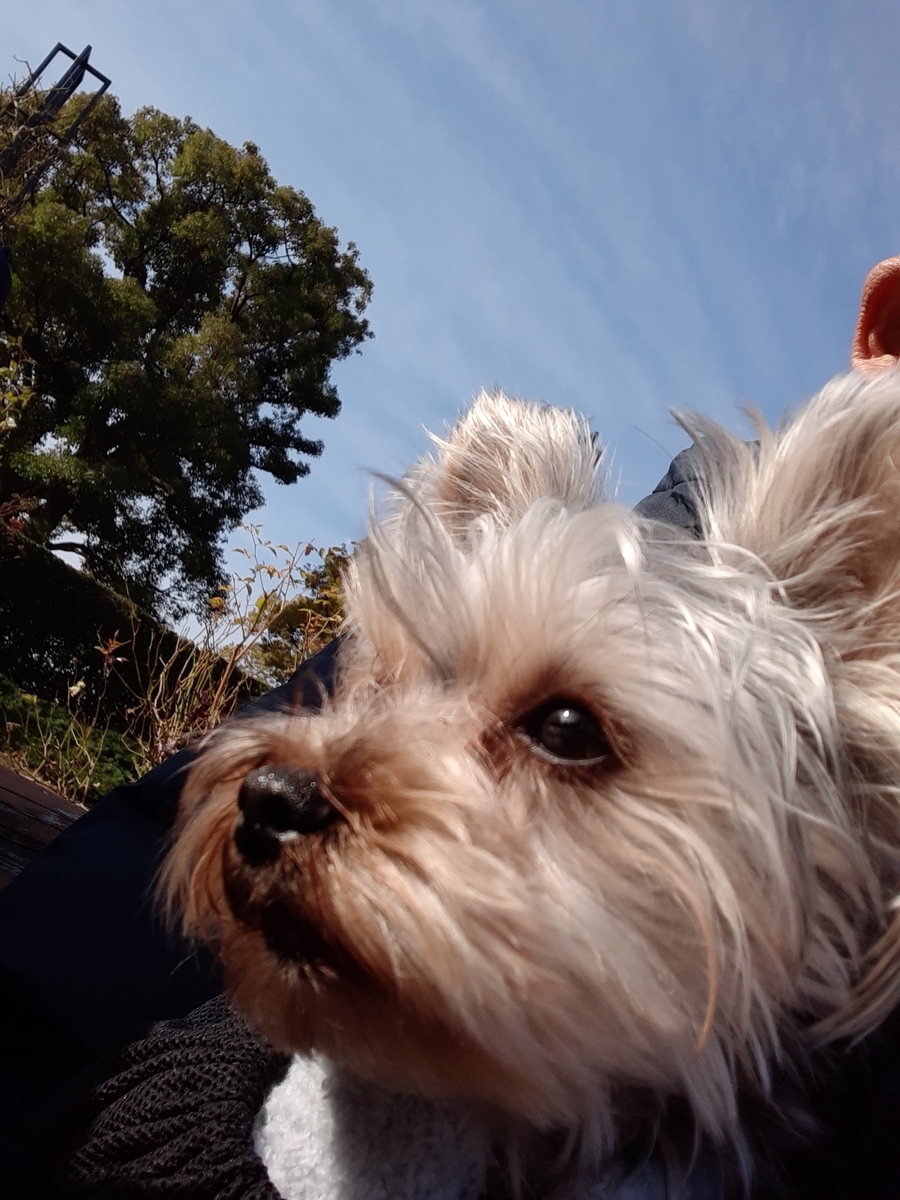 f:id:tobiuo28:20210419145559j:plain