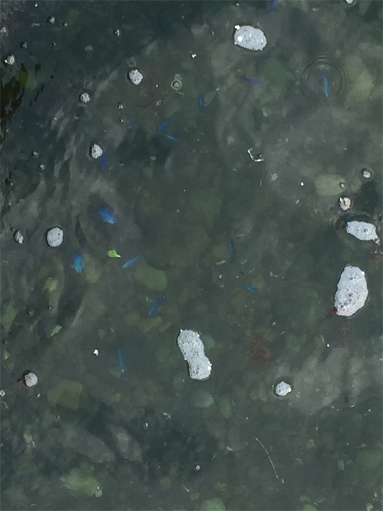 f:id:tobosya:20180704185113j:image