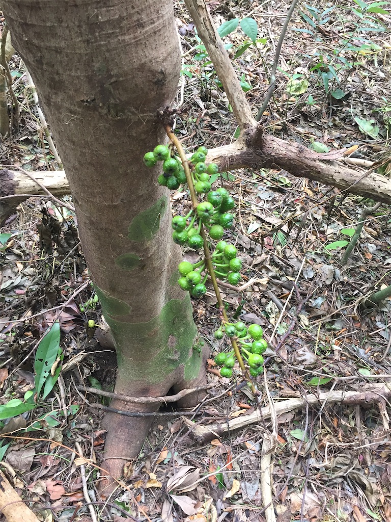 f:id:tobosya:20181105201227j:plain