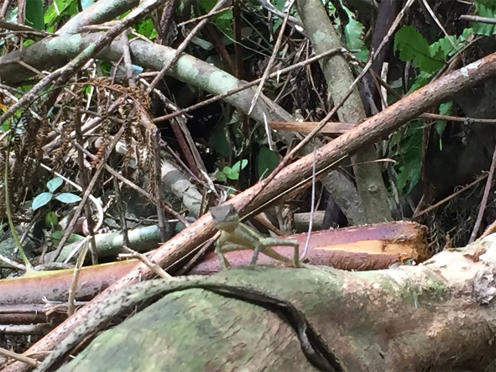 f:id:tobosya:20181118192249j:image