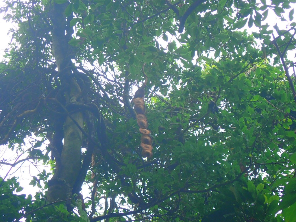 f:id:tobosya:20181118192738j:plain