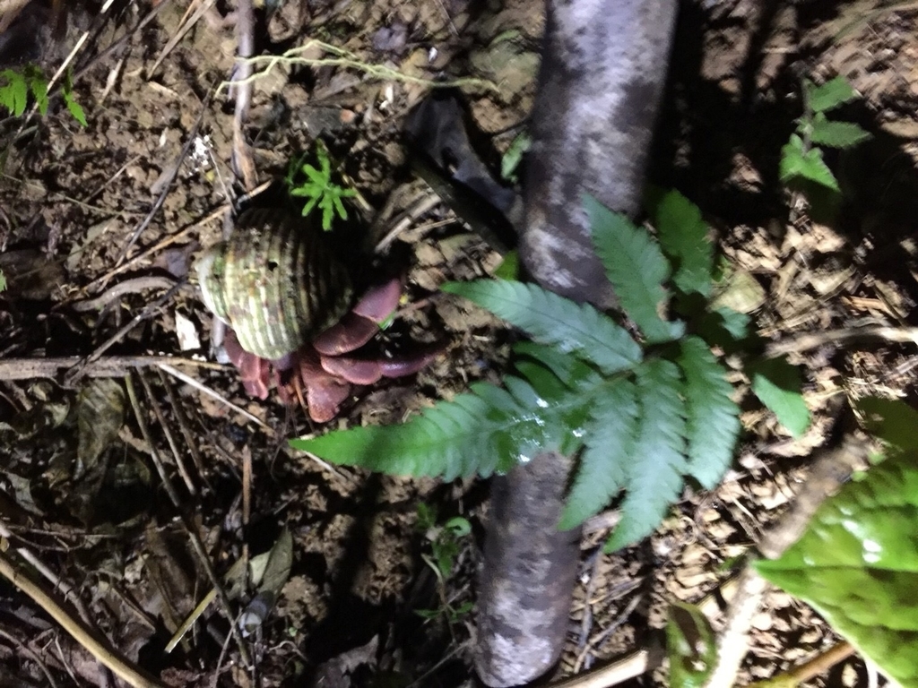 f:id:tobosya:20181123140015j:plain