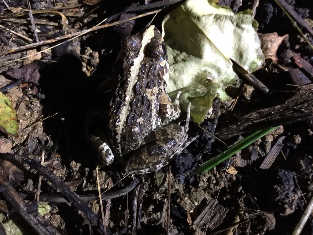 f:id:tobosya:20181123140212j:plain