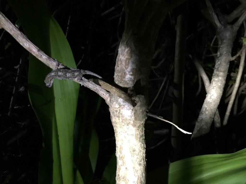 f:id:tobosya:20181123140224j:plain