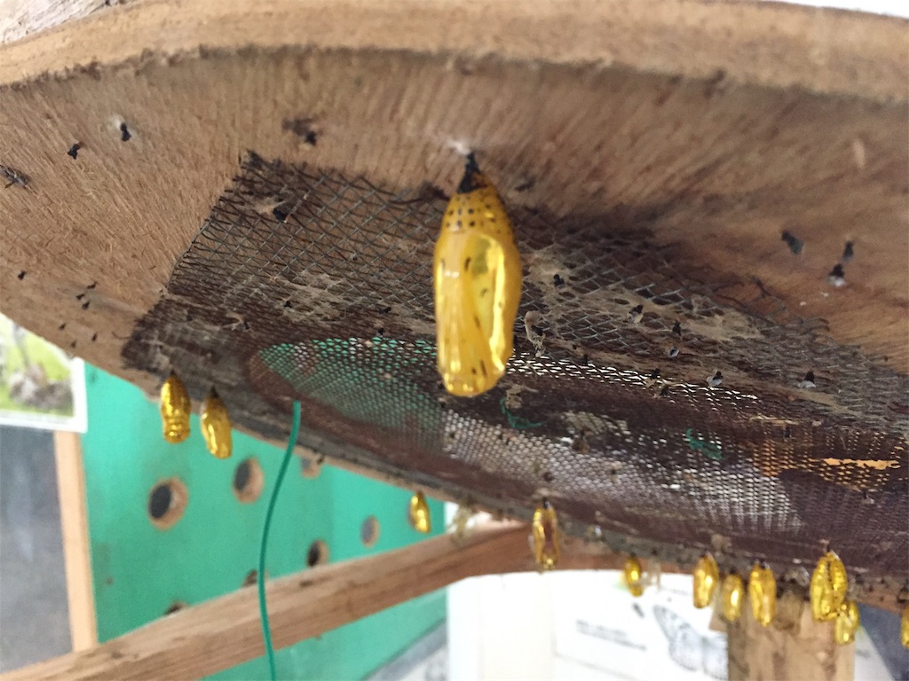 f:id:tobosya:20190825120843j:image f:id:tobosya:20190825120843j:image