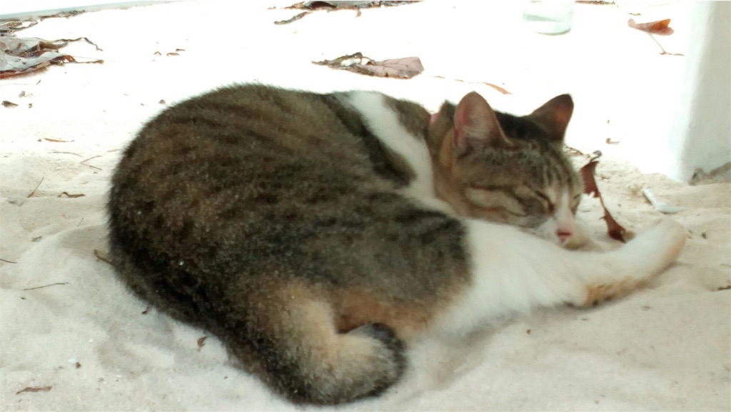 f:id:tobosya:20190825121006j:image f:id:tobosya:20190825121006j:image