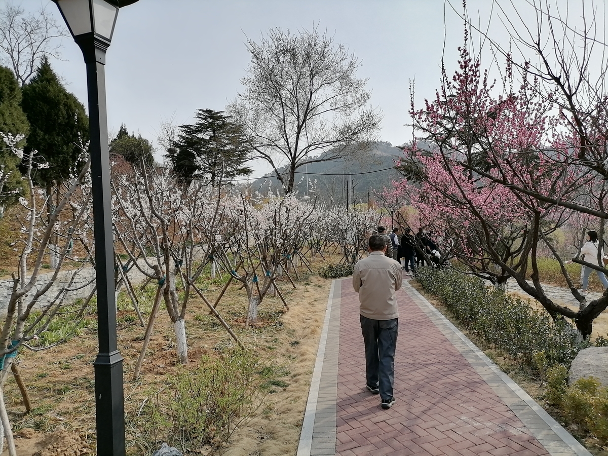 十梅風景区の小道