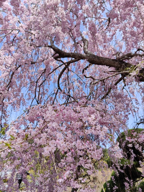 奈良のしだれ桜