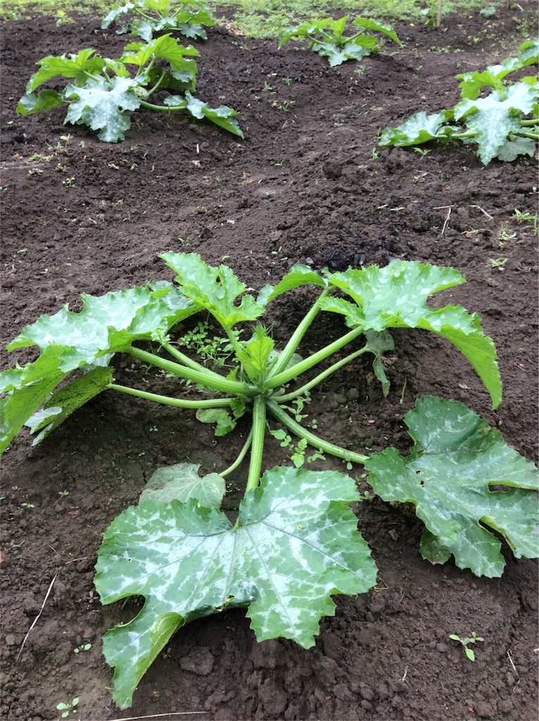 f:id:tobutorifarm:20170702102016j:image f:id:tobutorifarm:20170702102016j:image