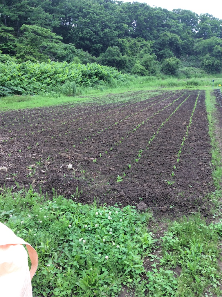 f:id:tobutorifarm:20170702103831j:image f:id:tobutorifarm:20170702103831j:image