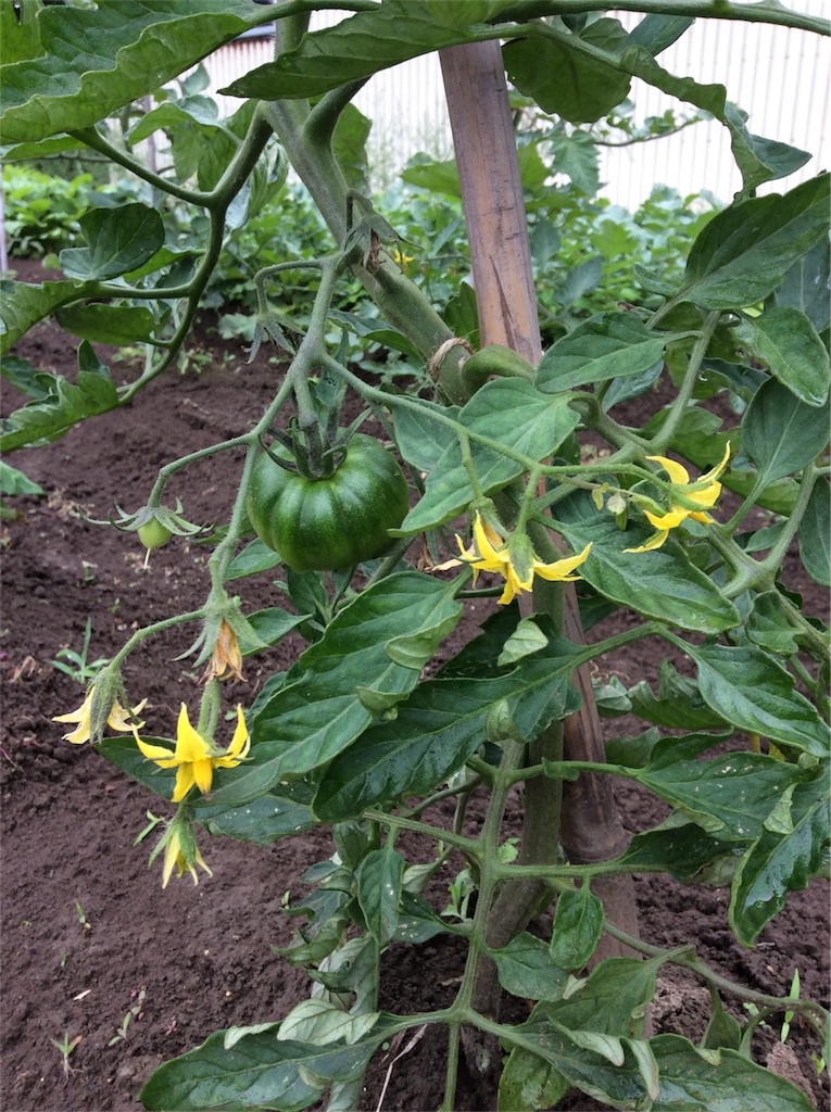 f:id:tobutorifarm:20170702105122j:image f:id:tobutorifarm:20170702105122j:image