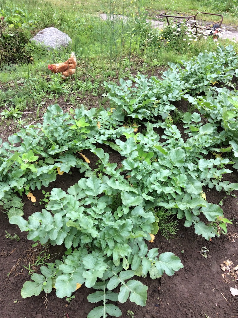 f:id:tobutorifarm:20170702105157j:image f:id:tobutorifarm:20170702105157j:image