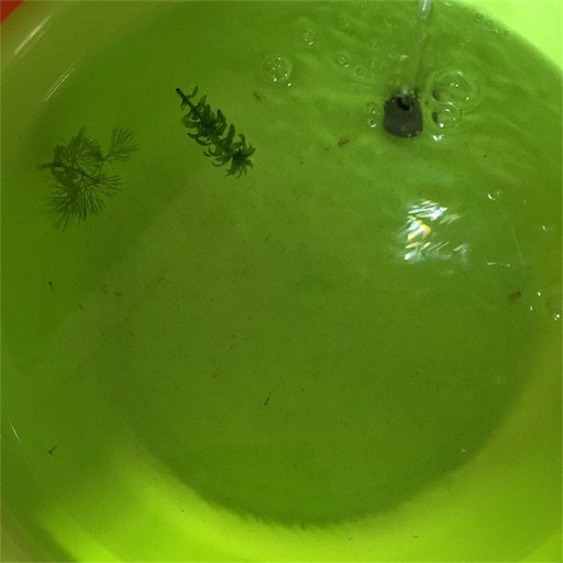 金魚の針子 水換えをする Tochamaruのブログ