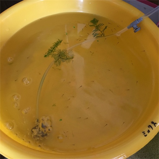 金魚の針子 水換えをする Tochamaruのブログ