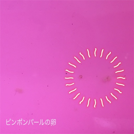 ピンポンパールの卵 産卵から２日目 Tochamaruのブログ
