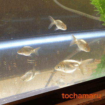 f:id:tochamaru:20170702232700g:plain f:id:tochamaru:20170702232700g:plain