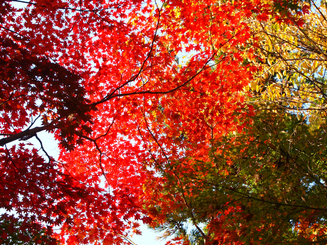 f:id:tochanboya:20101111150006j:image f:id:tochanboya:20101111150006j:image
