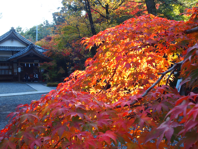 f:id:tochanboya:20101111150436j:image f:id:tochanboya:20101111150436j:image