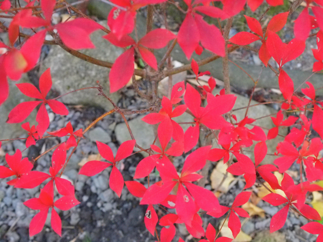f:id:tochanboya:20101111150844j:image f:id:tochanboya:20101111150844j:image