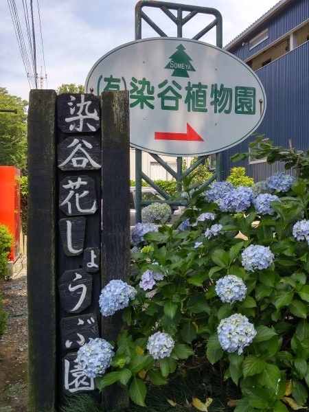 染谷花しょうぶ園 小福日記