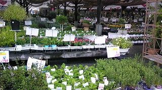 桑名 花ひろば たまに開催されるフリマが楽しいぞ 桑名を楽しくするブログ Tocotoco Kuwana