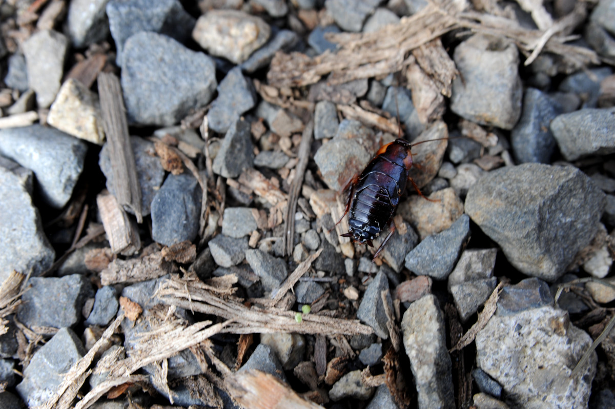 薪には虫が居る でもなんとか減らしたい薪ストーブユーザーの対策 ブロゲーロ