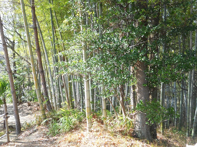 イメージ 6