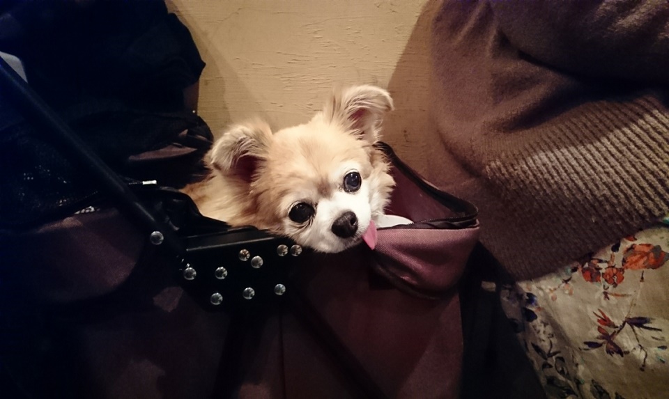 f:id:todorirannpu:20200107000311j:plain f:id:todorirannpu:20200107000311j:plain