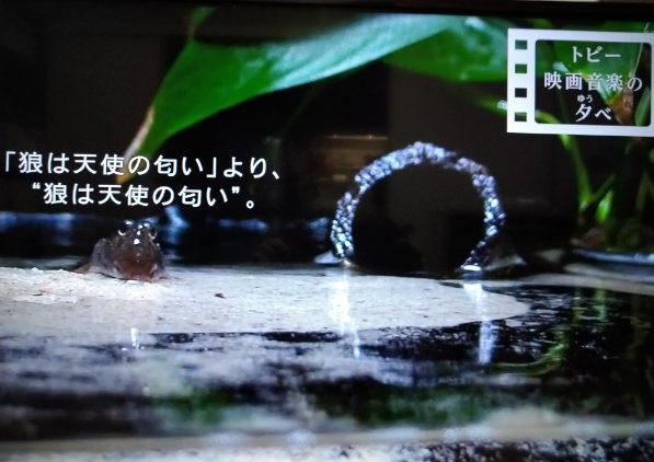 f:id:todorirannpu:20200715162225j:plain f:id:todorirannpu:20200715162225j:plain