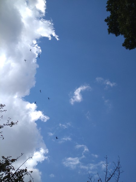 f:id:todorirannpu:20201025220255j:plain