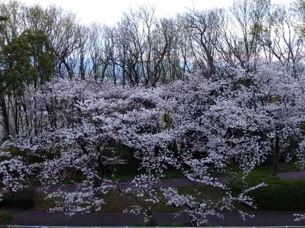 f:id:todorirannpu:20210328223805j:plain