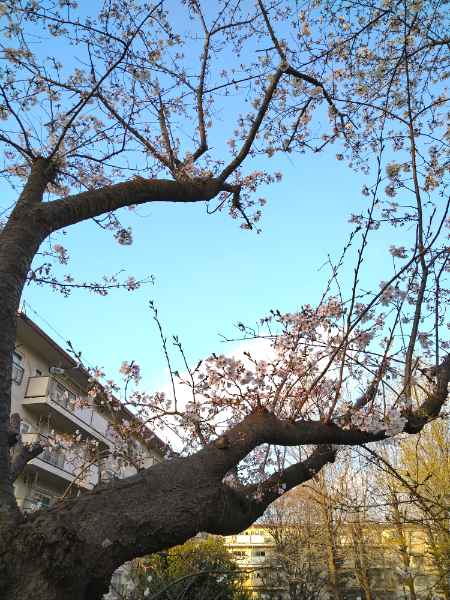 f:id:todorirannpu:20210328223835j:plain