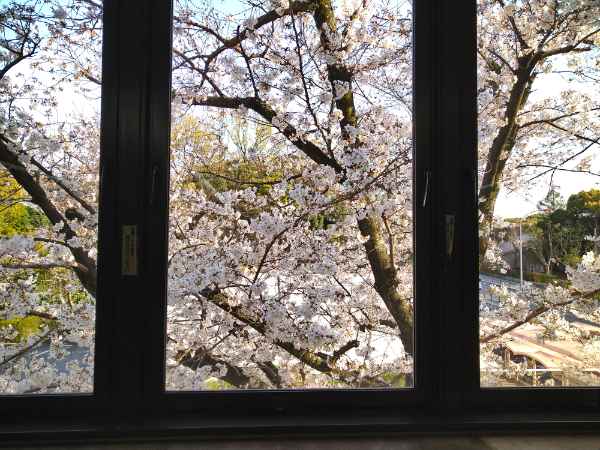 f:id:todorirannpu:20210328223946j:plain