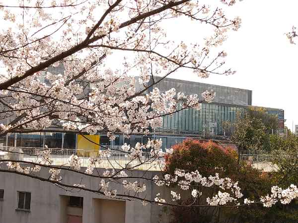 f:id:todorirannpu:20210328224025j:plain