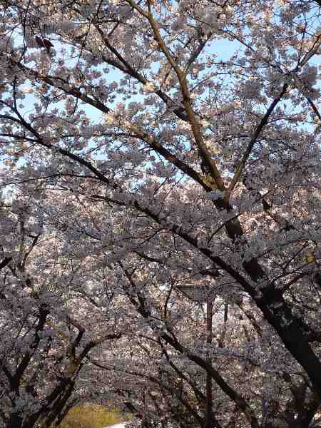 f:id:todorirannpu:20210328224056j:plain