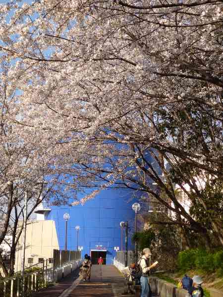 f:id:todorirannpu:20210328224135j:plain