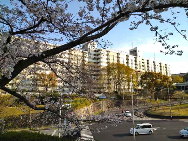 f:id:todorirannpu:20210328224309j:plain