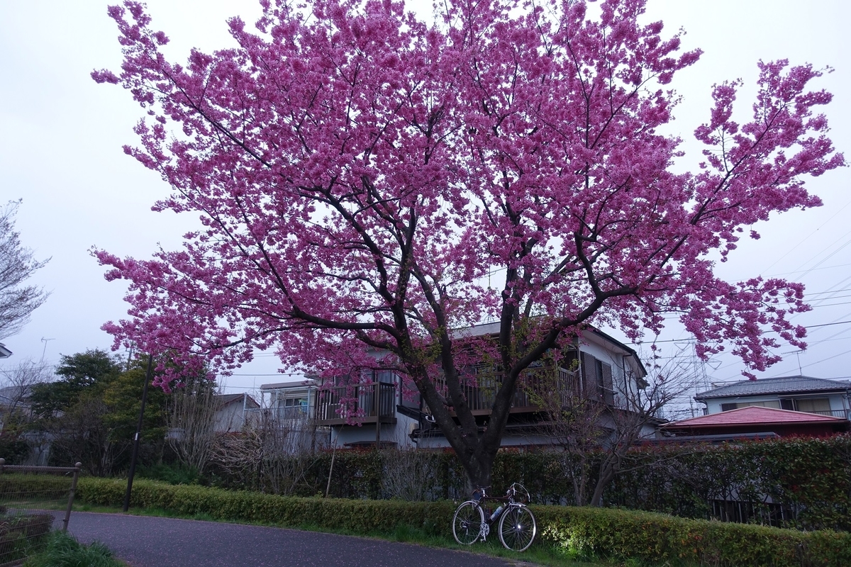 f:id:toei-sportif:20190323190304j:plain