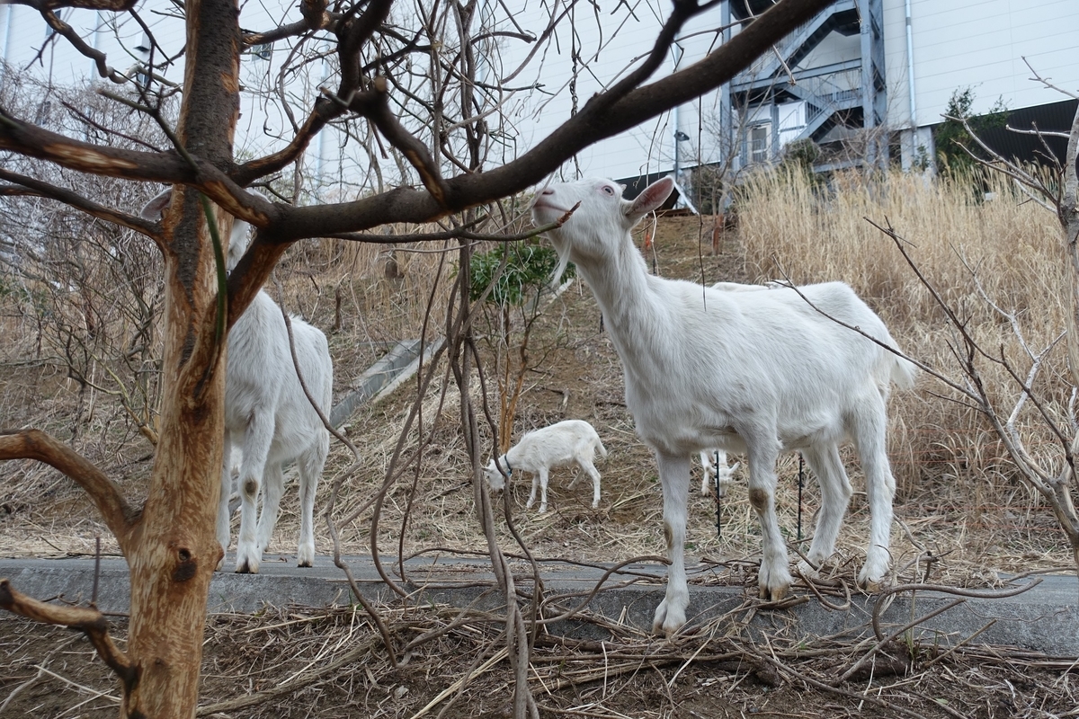 f:id:toei-sportif:20190323190818j:plain