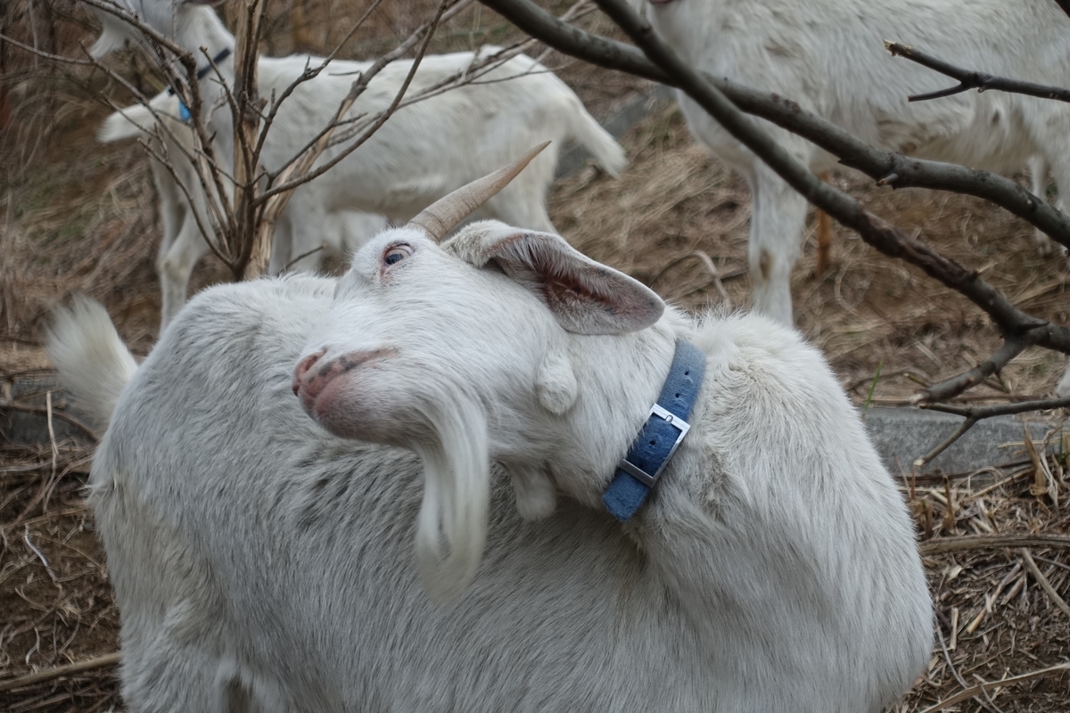 f:id:toei-sportif:20190323190903j:plain