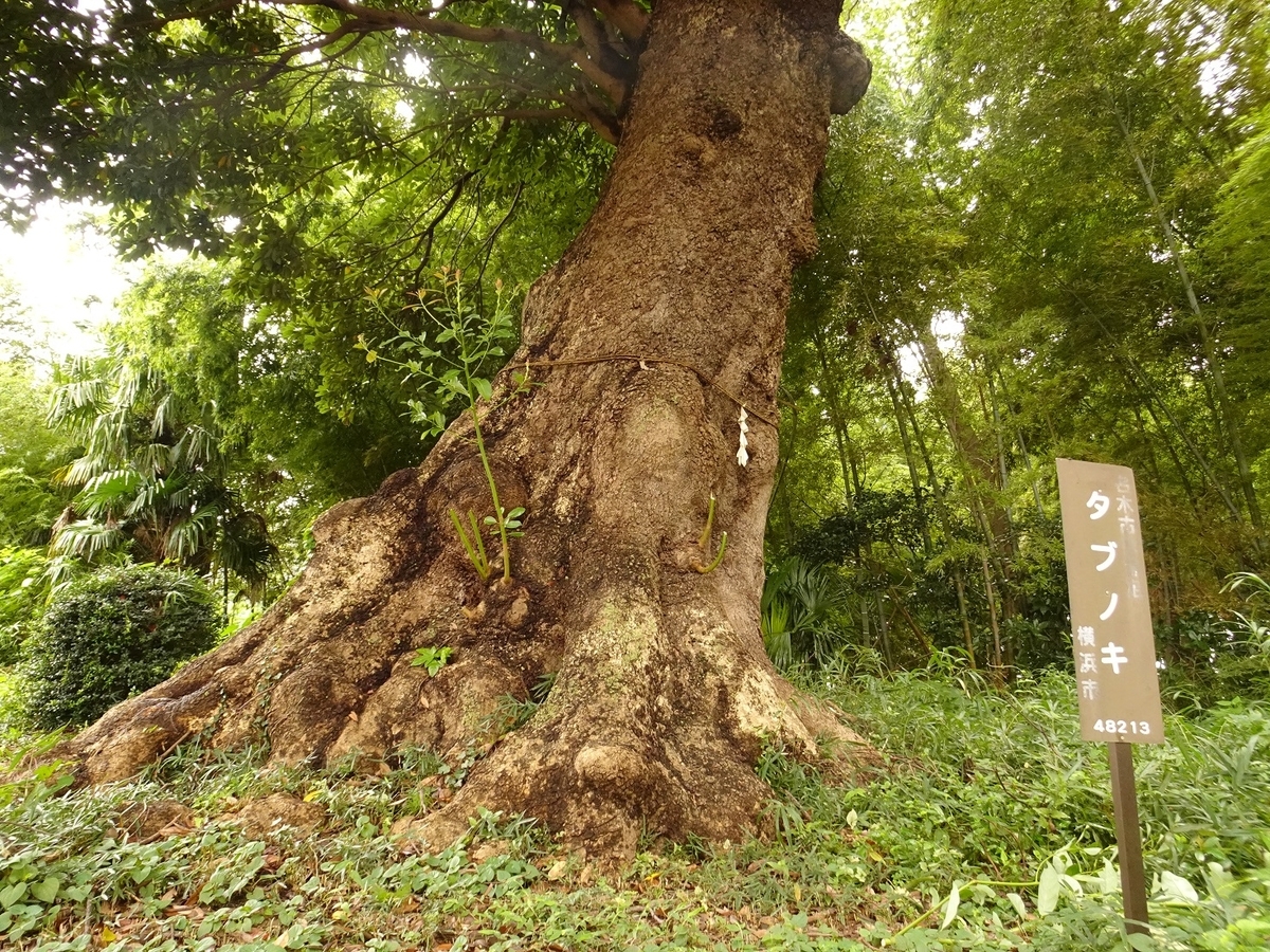 f:id:toei-sportif:20210904181247j:plain