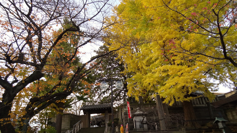 20121201dsc01365a 20121201dsc01365a