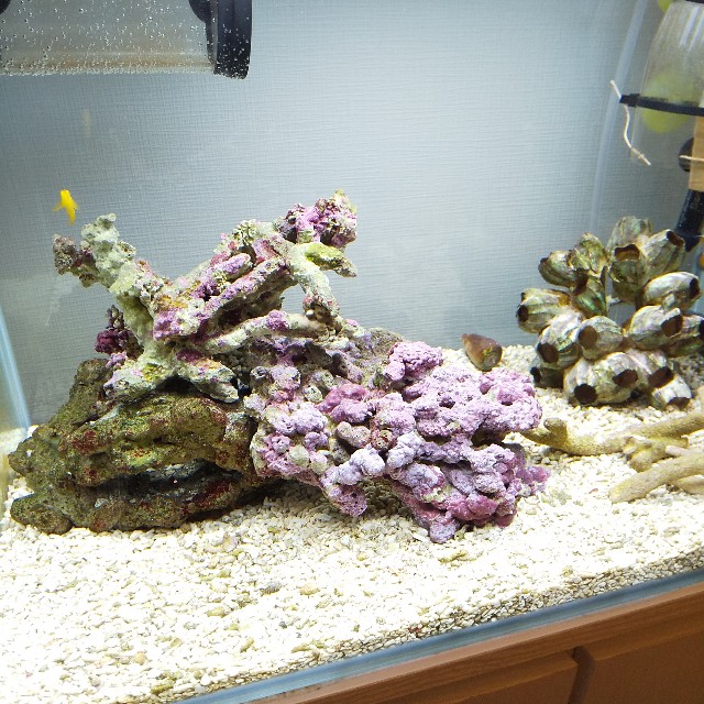海水アクアリウム