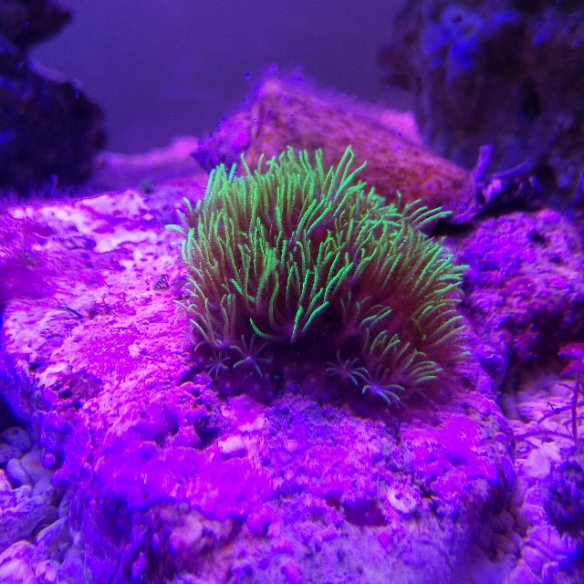 サンゴ　海水魚飼育　PM フィルター　リアクター 初めて海水魚を飼うあなたへ！実際に海水水槽を立ち上げる方法