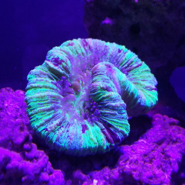 サンゴ　海水魚飼育　PM フィルター　リアクター 初めて海水魚を飼うあなたへ！実際に海水水槽を立ち上げる方法
