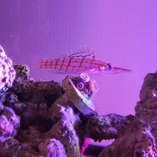 クダゴンベの断食と対処法について 豆腐メンタル父ちゃんの育児 海水アクアリウム奮闘記 クダゴンベの断食と対処法について 豆腐メンタル父ちゃんの育児 海水アクアリウム奮闘記