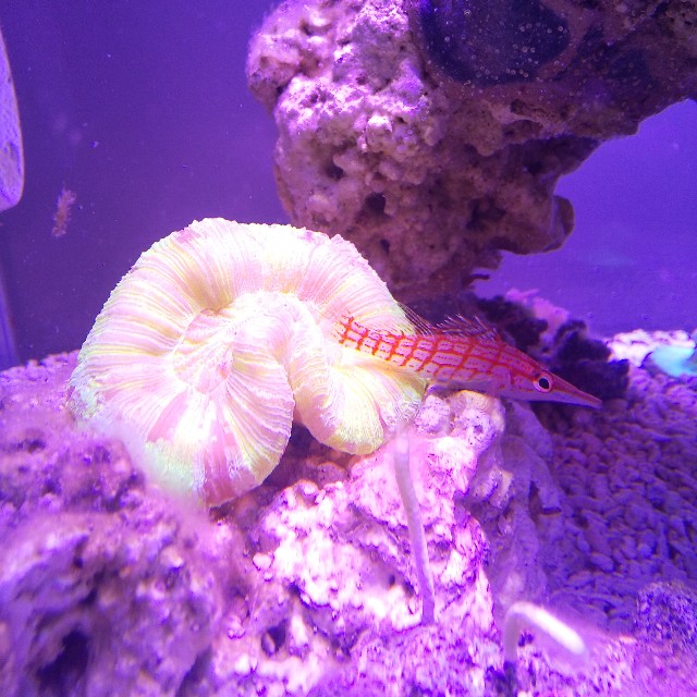 クダゴンベの断食と対処法について 豆腐メンタル父ちゃんの育児 海水アクアリウム奮闘記 クダゴンベの断食と対処法について 豆腐メンタル父ちゃんの育児 海水アクアリウム奮闘記