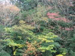 f:id:togamisachiko:20071202034453j:image