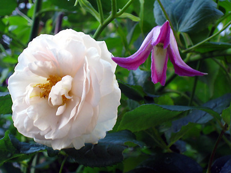 f:id:togatoga:20080725073443j:image
